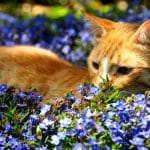 Les plantes qui font fuir les chats : quelles sont-elles ?