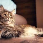 Les plus belles races de chats : découvrez leurs caractéristiques