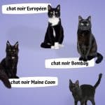 Les races de chat noir : tout ce que vous devez savoir