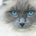 Les Races de Chats aux Yeux Bleus : Un Guide pour les Amoureux des Félins