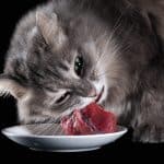 Les Risques Inconnus de l'Alimentation à la Viande Crue pour les Chats Domestiques