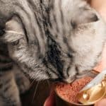 meilleurs-aliments-pour-les-chats-de-moins-dun-an-garantir-la-sante-et-le-bien-etre-de-votre-chaton
