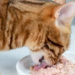 Peut-on nourrir les chats avec du thon ?