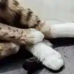 pourquoi-mon-chat-me-mords-les-pieds