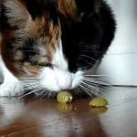 Puis-je nourrir mon chat avec des olives ?