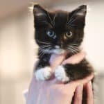 trouver-le-nom-parfait-pour-votre-chat-noir-et-blanc-conseils-pratiques