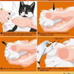 comment-couper-les-griffes-d-un-chat-agressif