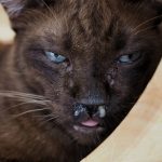 comment-soigner-le-coryza-du-chat-sans-veterinaire