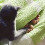 pourquoi-les-chats-attaquent-les-pieds-sous-la-couette