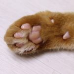 pourquoi-mon-chat-mcabcattaque-les-pieds