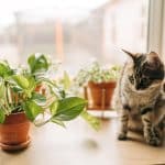 comment-empecher-un-chat-dcabcaller-dans-les-plantes