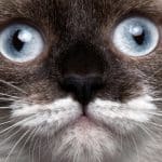 pourquoi-les-chats-ont-des-moustaches