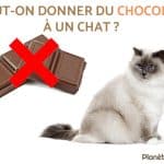 pourquoi-pas-de-chocolat-pour-les-chats