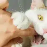 pourquoi-un-chat-mordille-pendant-les-calins