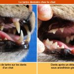 comment-detartrer-les-dents-dcabcun-chat
