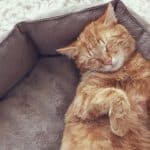 pourquoi-les-chats-dorment-beaucoup