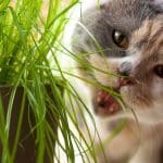 pourquoi-les-chats-mangent-de-l-herbe