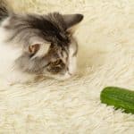 pourquoi-les-chats-on-peur-des-concombres