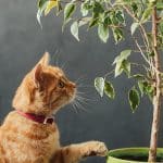comment-empecher-un-chat-d-aller-dans-les-plantes