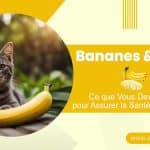les-chats-peuvent-ils-beneficier-des-avantages-nutritionnels-de-la-banane