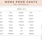 les-noms-japonais-les-plus-mignons-pour-votre-chat